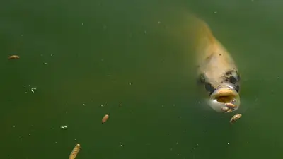 Médico en Cuba cría la mosca soldado negra, un insecto usado como alimento para peces Médico en Cuba cría la mosca soldado negra, un insecto usado como alimento para peces