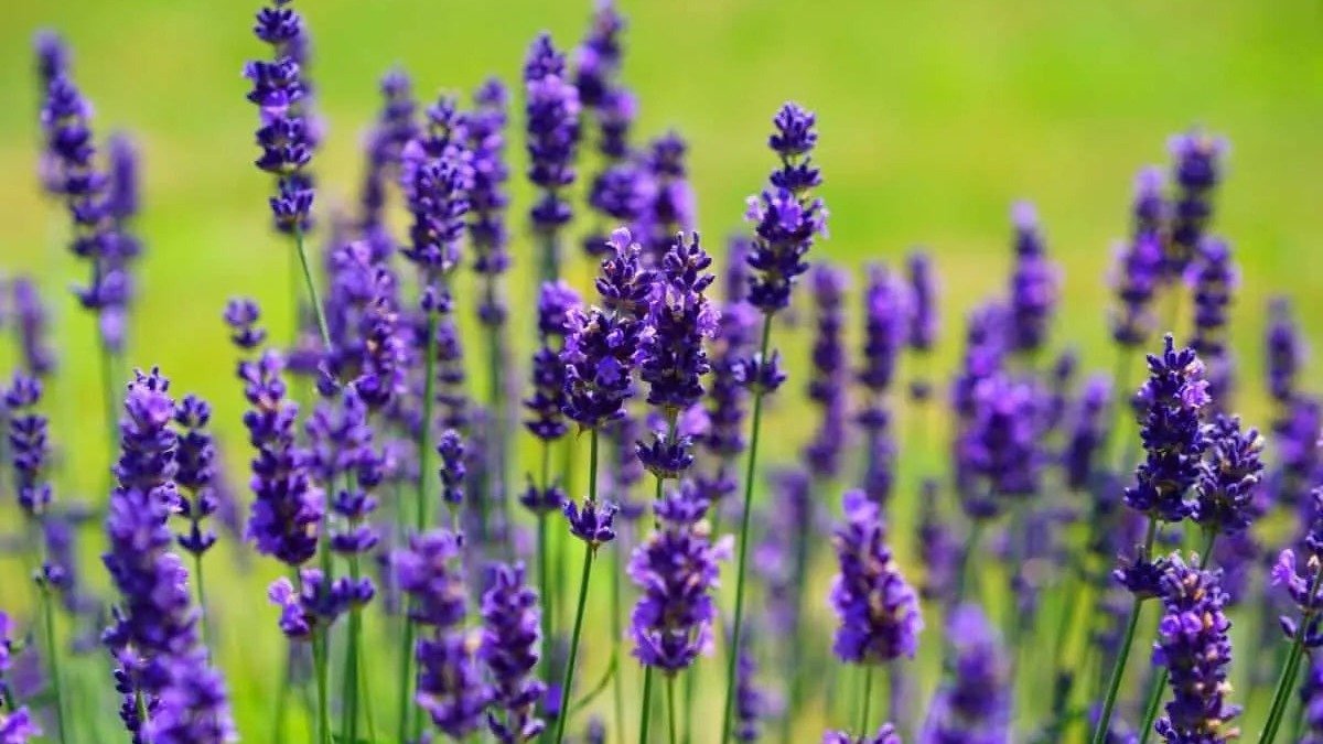 lavanda, comida, recetas de cocina, cocina, plantas