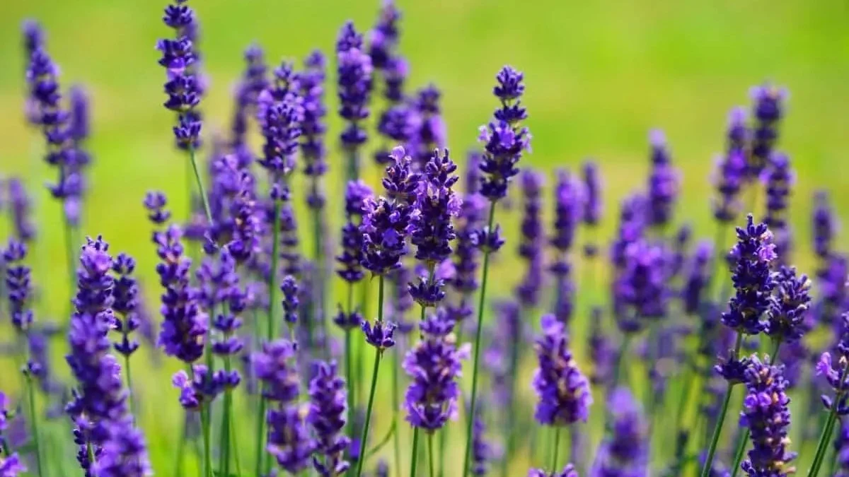 lavanda, comida, recetas de cocina, cocina, plantas