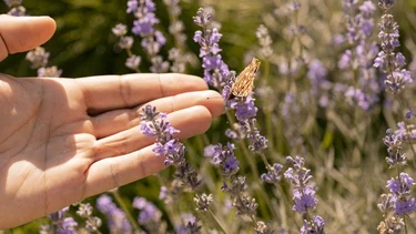 ¿Cuál es la receta que incluye lavanda como ingrediente principal?