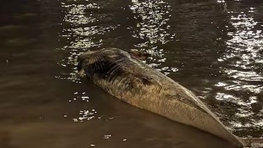 Otra ballena muerta fue hallada sobre la Costanera Norte y es la segunda en una semana