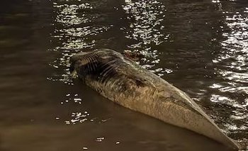 Hallan otra ballena muerta en la Costanera y es la segunda en una semana | Río de la plata