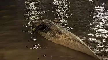 Otra ballena muerta fue hallada sobre la Costanera Norte y es la segunda en una semana