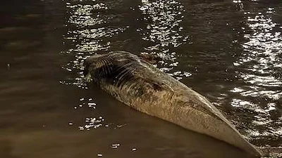 Otra ballena muerta fue hallada sobre la Costanera Norte y es la segunda en una semana Otra ballena muerta fue hallada sobre la Costanera Norte y es la segunda en una semana