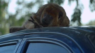 Películas argentinas premiadas: el éxito en el festival de Marsella