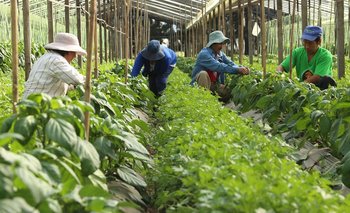 Efecto Milei: cómo afecta el cierre del Instituto de Agricultura Familiar | Agricultura