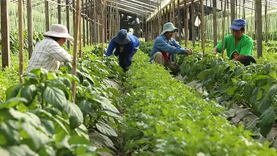 Motosierra a los trabajadores: cómo afecta el cierre del Instituto de Agricultura Familiar a Formosa Motosierra a los trabajadores: cómo afecta el cierre del Instituto de Agricultura Familiar a Formosa
