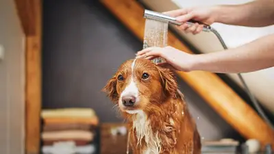 Persona bañando perro. Persona bañando perro.