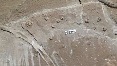 Por primera vez, capturan una instantánea de una manada de mamíferos extintos hace 10 millones de años