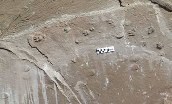 Capturan instantánea de una manada de mamíferos extintos hace 10 millones de años | Avance de paleontólogos argentinos
