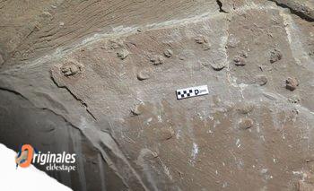Capturan instantánea de una manada de mamíferos extintos hace 10 millones de años | Avance de paleontólogos argentinos