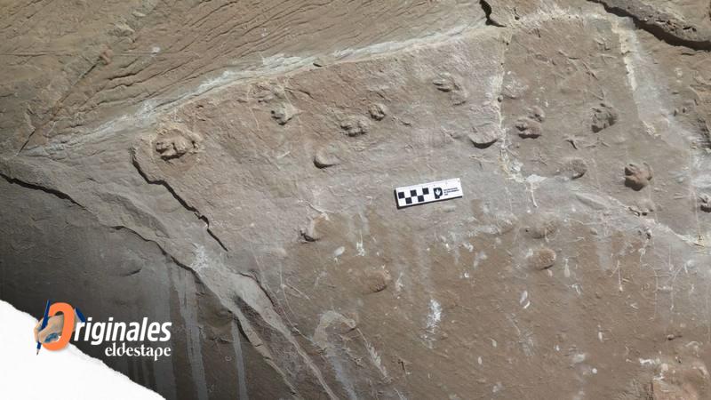 Por primera vez, capturan una instantánea de una manada de mamíferos extintos hace 10 millones de años