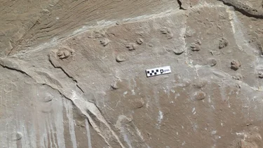 Por primera vez, capturan una instantánea de una manada de mamíferos extintos hace 10 millones de años