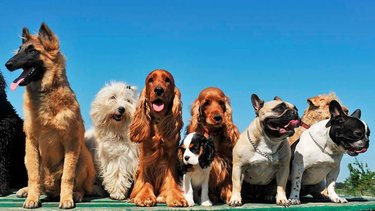 Cuáles son las razas de perros más elegidas en el mundo: el TOP 10