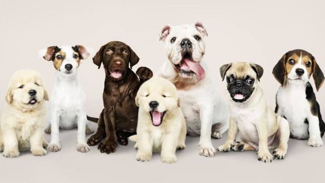 Perros