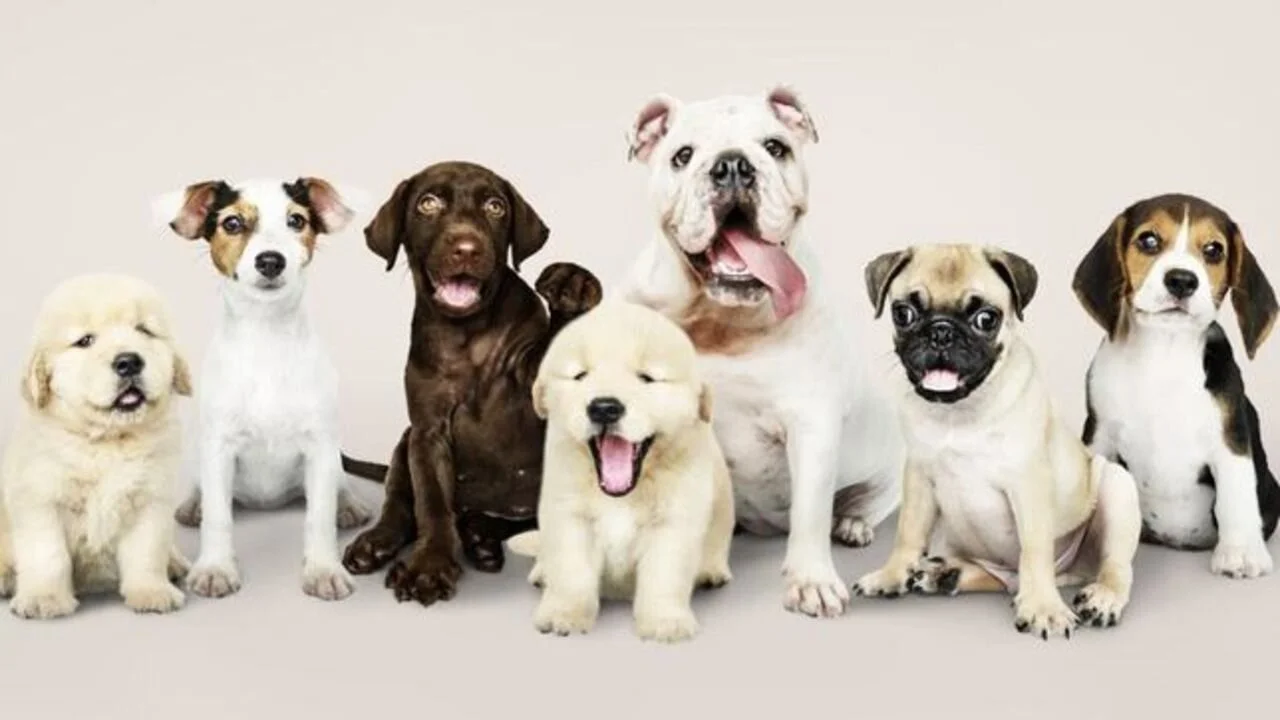 Perros