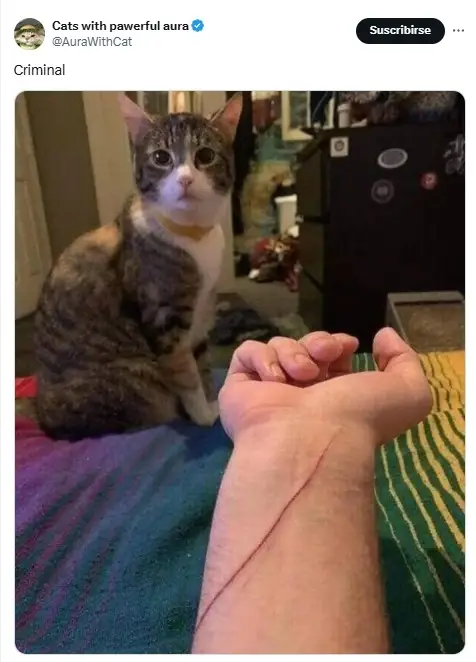 gatos, animales, animales domésticos