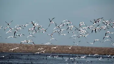 Ni Pinamar ni Mar del Plata: la playa más tranquila de la costa con una reserva ecológica para una escapada
