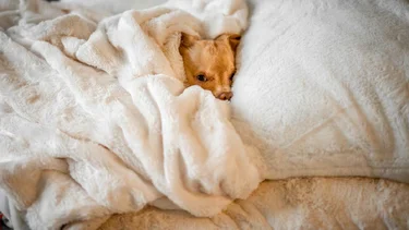 Por qué los perros duermen en la almohada de sus dueños