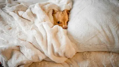Perro durmiendo en la almohada de su dueño Perro durmiendo en la almohada de su dueño