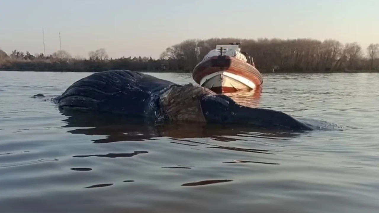 Encontraron otra ballena muerta, ahora en Zárate: es la tercera en un mes