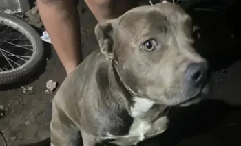 Nene hallado muerto en La Plata: apuntan a los pitbulls del vecino | La plata