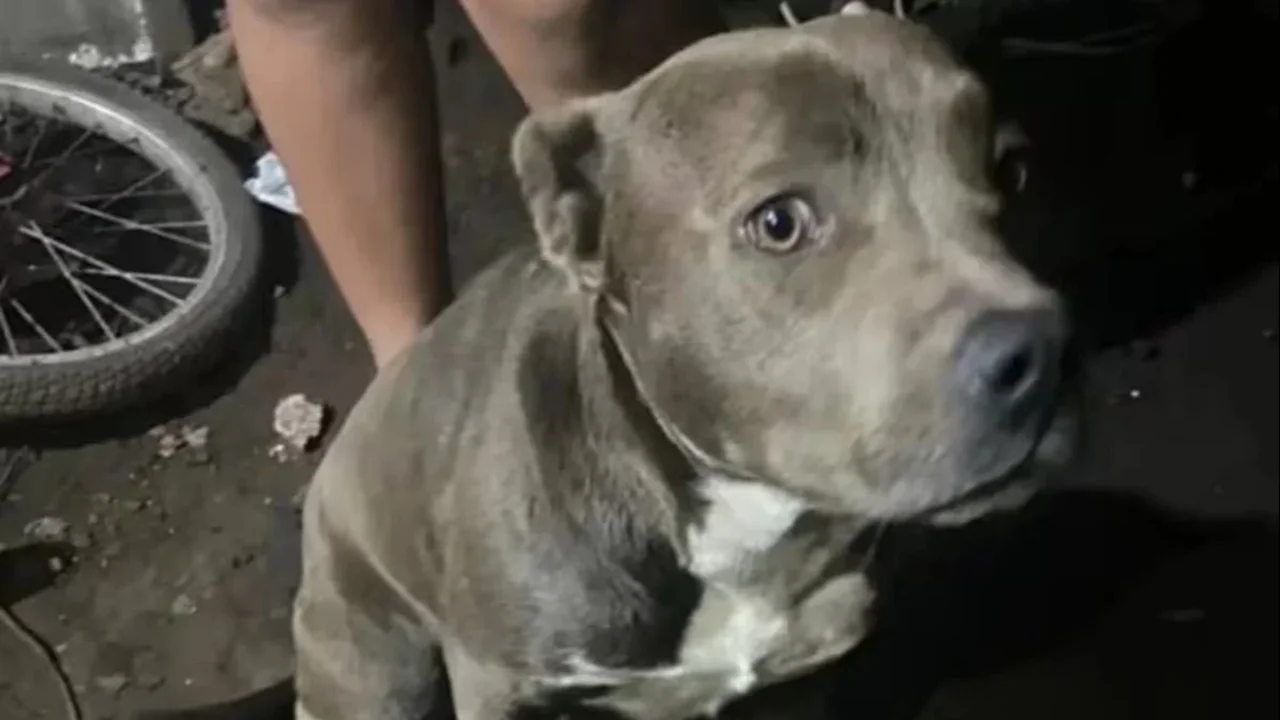 Hablaron los dueños de los pitbulls que habrían matado al nene que apareció muerto en un descampado: "Nunca pasó algo así"