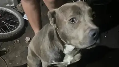 Hablaron los dueños de los pitbulls que habrían matado al nene que apareció muerto en un descampado: "Nunca pasó algo así" Hablaron los dueños de los pitbulls que habrían matado al nene que apareció muerto en un descampado: "Nunca pasó algo así"
