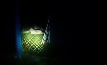 Temor en Moreno: vecinos denuncian que hay un puma suelto | Moreno