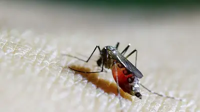 OMS expresa preocupación por la propagación del virus Chikungunya OMS expresa preocupación por la propagación del virus Chikungunya