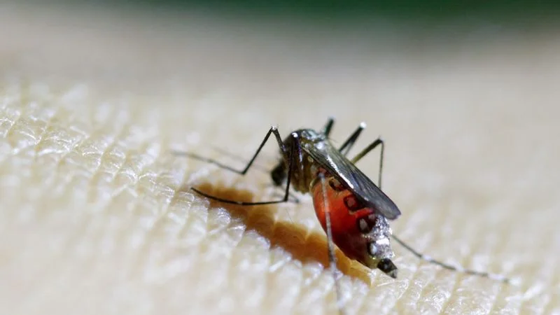 OMS expresa preocupación por la propagación del virus Chikungunya