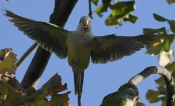 La historia de la cotorra argentina, el ave que conquistó Europa | Animales