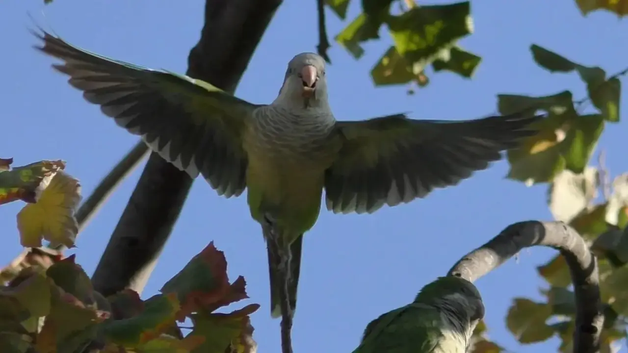 La cotorra argentina, de mascota a conquistar el mundo: imita sonidos, edifica sus propios nidos e invade Europa a 33 kilómetros por año
