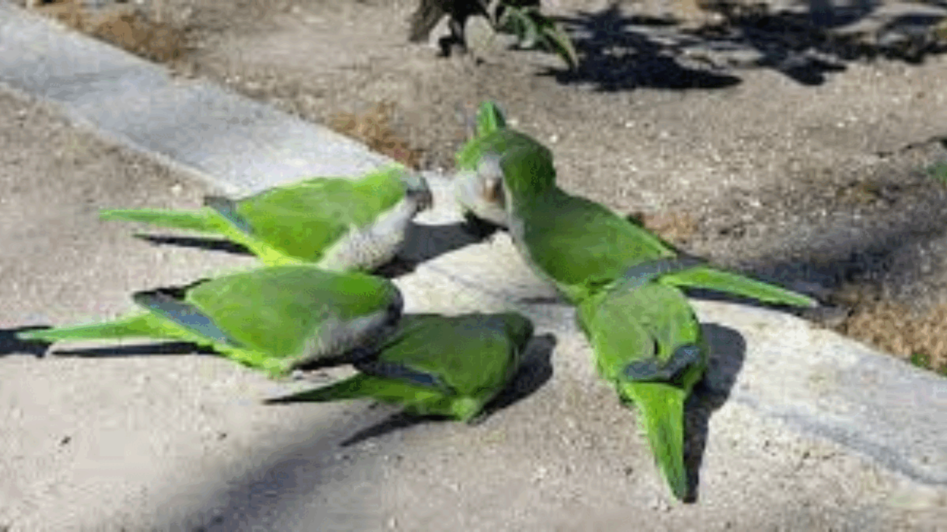 La cotorra argentina, de mascota a conquistar el mundo: imita sonidos, edifica sus propios nidos e invade Europa a 33 kilómetros por año