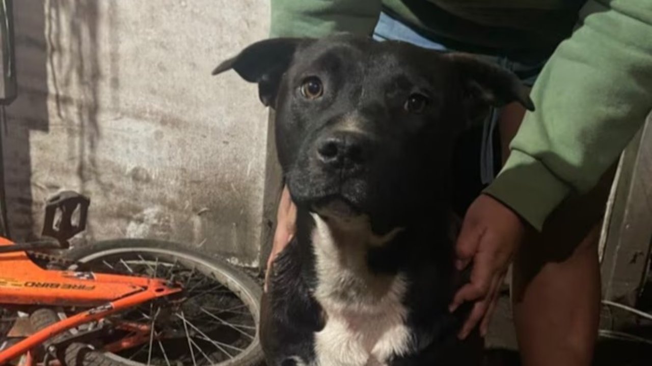 Nene hallado muerto en La Plata: qué dice la autopsia sobre el presunto ataque de perros