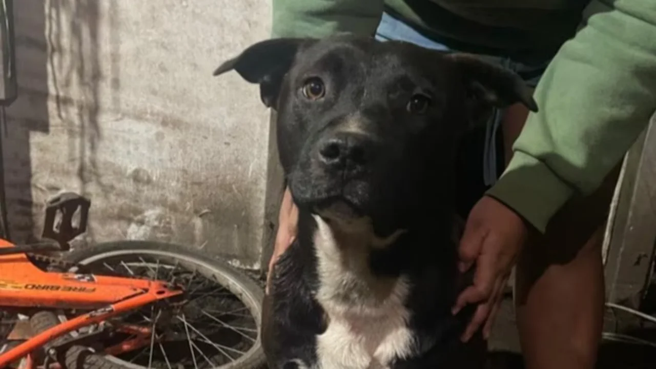 Nene hallado muerto en La Plata: qué dice la autopsia sobre el presunto ataque de perros