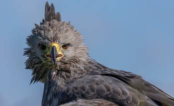 Capturaron a un águila en peligro de extinción en Mendoza | Mendoza