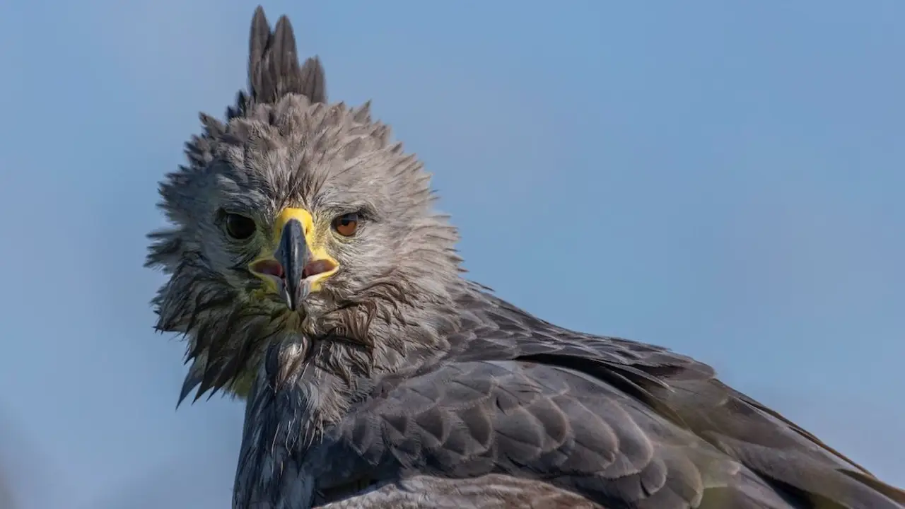 Por primera vez en esa zona, capturaron en Mendoza una foto de un águila en peligro de extinción: quedan menos de 1500 ejemplares
