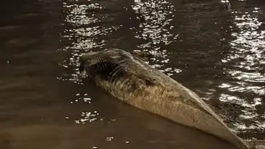 Ballenas muertas en ríos: qué hay detrás del fenómeno que se replicó en Zárate y Vicente Lopez