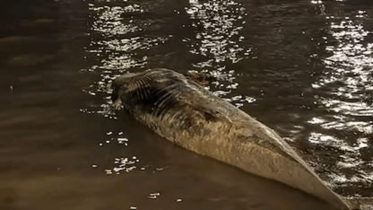 Ballenas muertas en ríos: qué hay detrás del fenómeno que se replicó en Zárate y Vicente Lopez