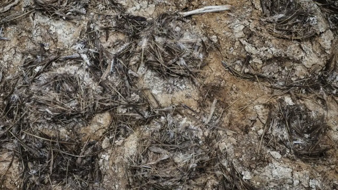 Perú busca salvar aves productoras de fertilizantes y lobos marinos de enfermedades, cambio climático