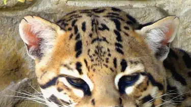 Ideal para vacaciones de invierno: ¿qué animales hay en el Ecoparque de Buenos Aires?