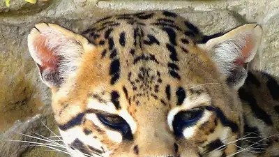 ocelote ocelote