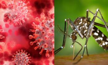 El éxito formoseño en su lucha contra el COVID-19 y el dengue | Salud pública