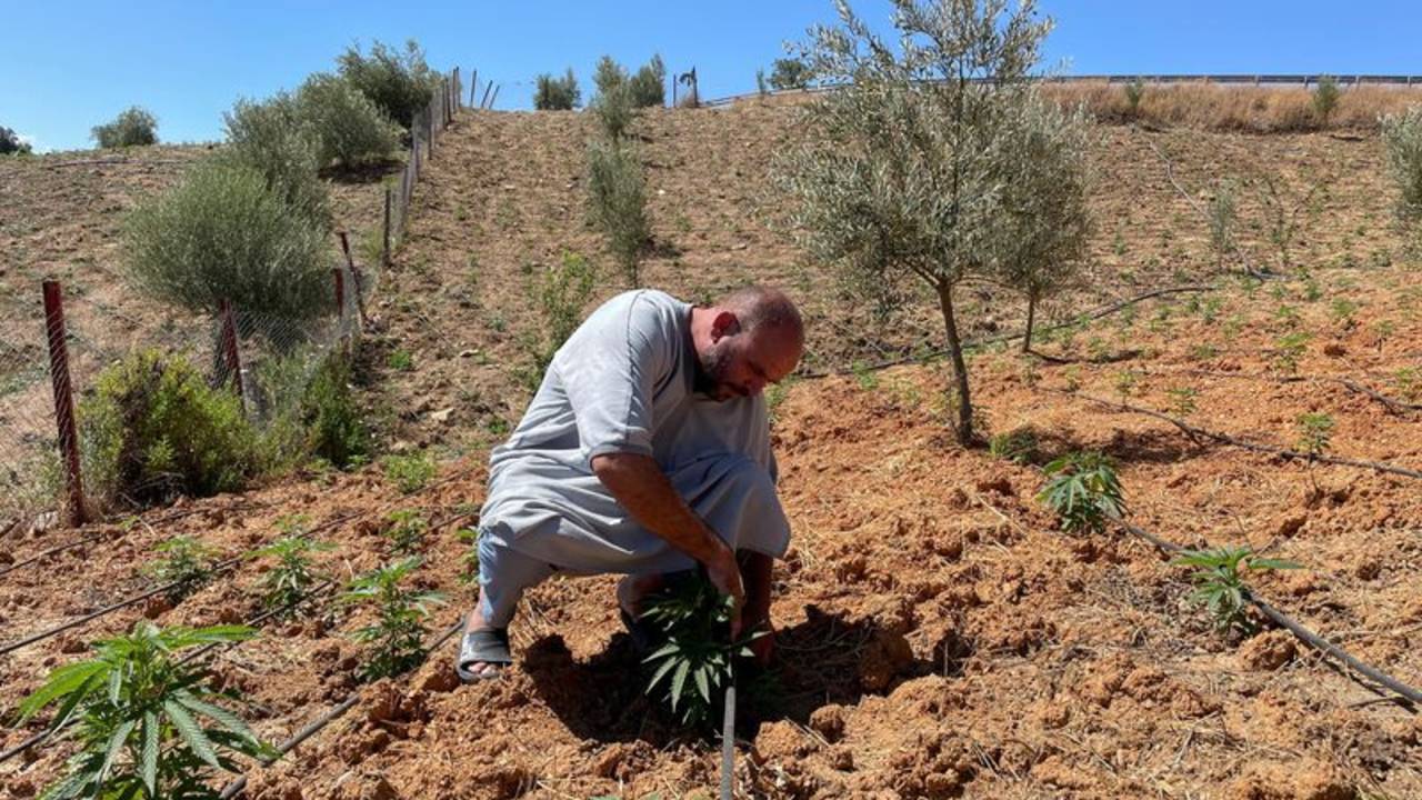 El cannabis legal florece en Marruecos, pero el mercado negro sigue acechando