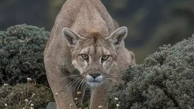 puma, animal, fauna, patagonia, argentina puma, animal, fauna, patagonia, argentina