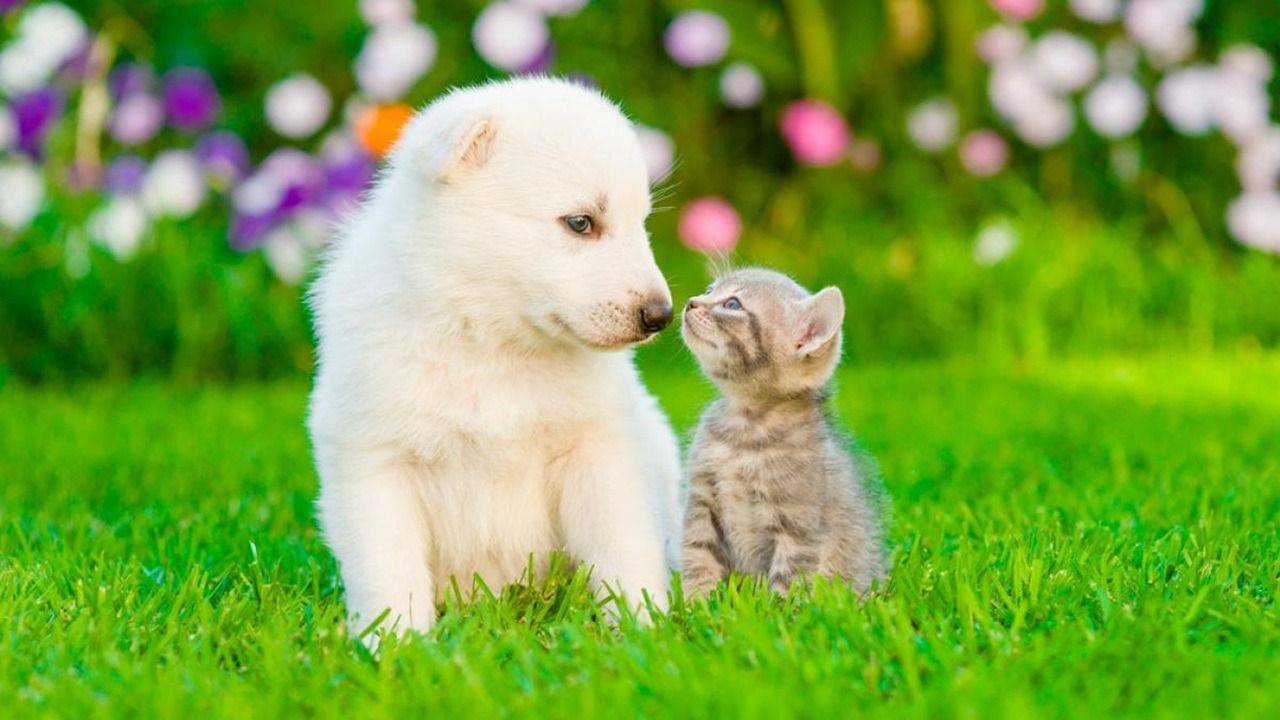 Un perrito y un gatito