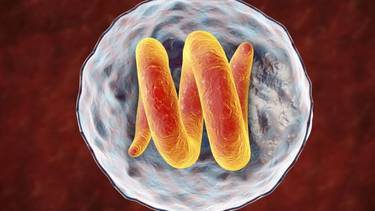 Qué es la triquinosis: síntomas, causas y tratamiento