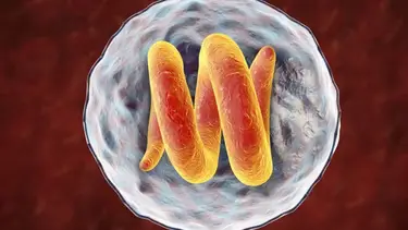 Qué es la triquinosis: síntomas, causas y tratamiento