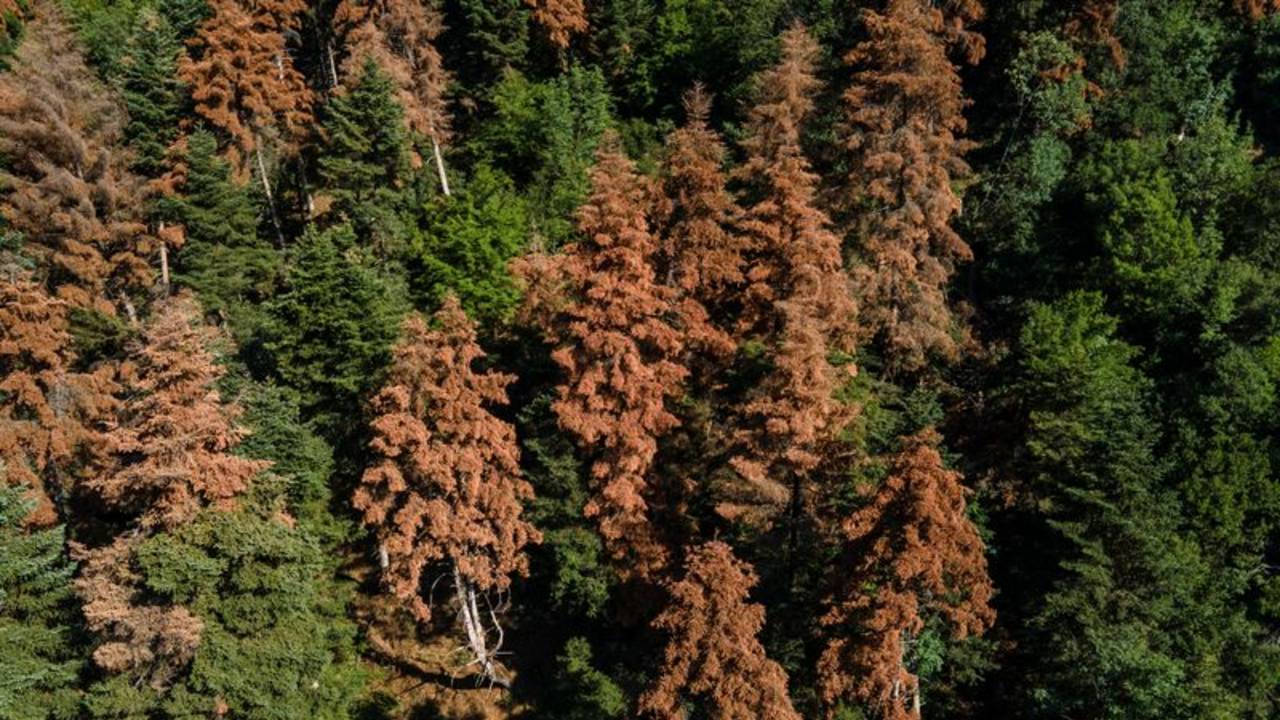 Objetivos climáticos de la UE, en peligro porque los bosques absorben menos CO2: científicos